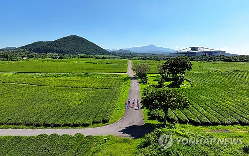 화창한 날씨를 보인 지난 9월 6일 오전 제주 서귀포시 안덕면 서광리 오설록 녹차밭을 찾은 관광객들이 가을 정취를 만끽하고 있다. [서귀포=연합뉴스]